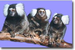 Marmosets on Branch